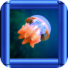 Flappy Jellyfish